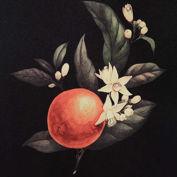 Wallflower Designed by Patrick St Germain