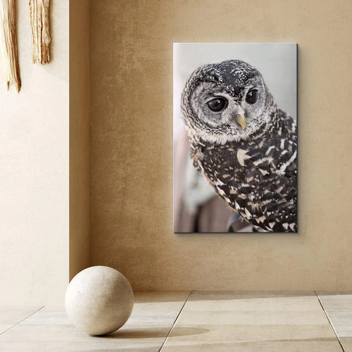 Grey Owl With Bokeh Camera Effect Wildlife 24